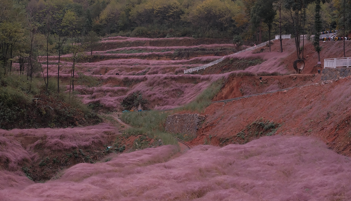 张家界一年一次的粉色约会 简直少女感爆棚!休闲区蓝鸢梦想 - Www.slyday.coM 张家界一年一次的粉色约会 简直少女感爆棚!休闲区蓝鸢梦想 - Www.slyday.coM