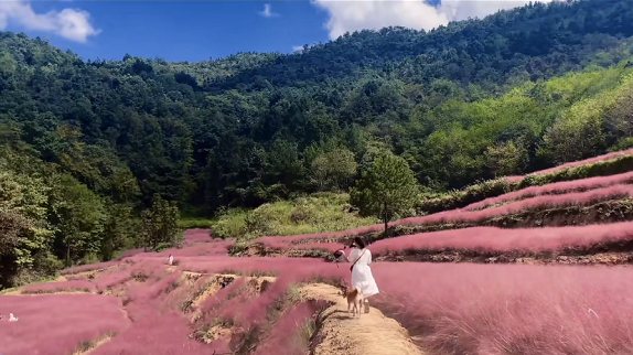 张家界一年一次的粉色约会 简直少女感爆棚!休闲区蓝鸢梦想 - Www.slyday.coM 张家界一年一次的粉色约会 简直少女感爆棚!休闲区蓝鸢梦想 - Www.slyday.coM