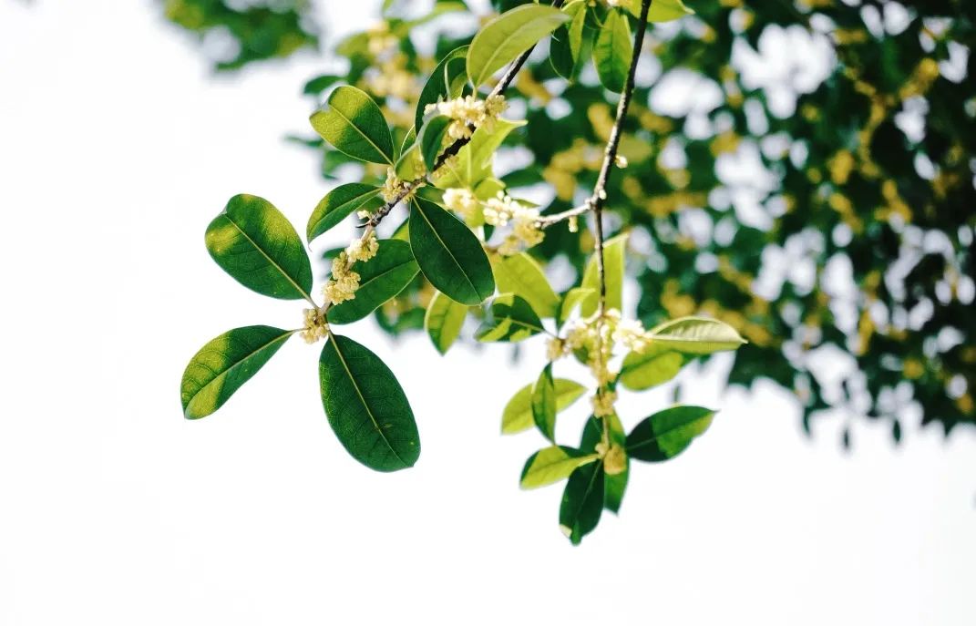 再见,武汉的秋天休闲区蓝鸢梦想 - Www.slyday.coM 再见,武汉的秋天休闲区蓝鸢梦想 - Www.slyday.coM