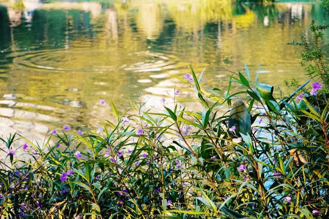 再见,武汉的秋天休闲区蓝鸢梦想 - Www.slyday.coM 再见,武汉的秋天休闲区蓝鸢梦想 - Www.slyday.coM