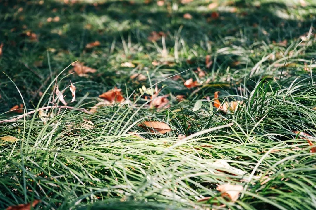 再见,武汉的秋天休闲区蓝鸢梦想 - Www.slyday.coM 再见,武汉的秋天休闲区蓝鸢梦想 - Www.slyday.coM