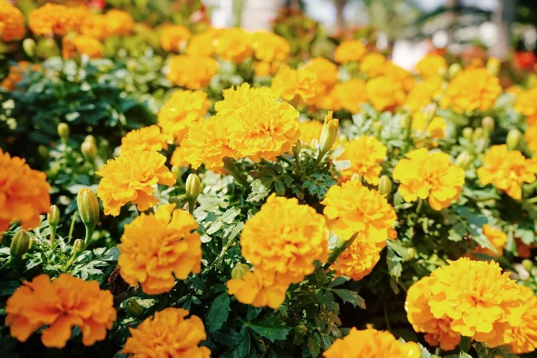 再见,武汉的秋天休闲区蓝鸢梦想 - Www.slyday.coM 再见,武汉的秋天休闲区蓝鸢梦想 - Www.slyday.coM