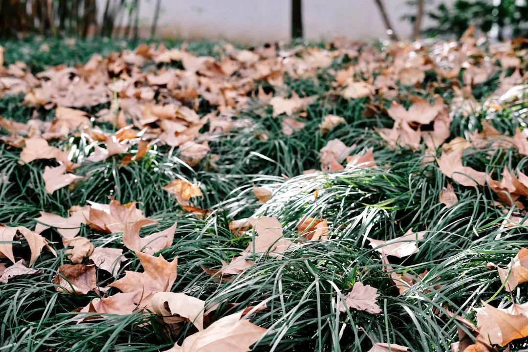 再见,武汉的秋天休闲区蓝鸢梦想 - Www.slyday.coM 再见,武汉的秋天休闲区蓝鸢梦想 - Www.slyday.coM