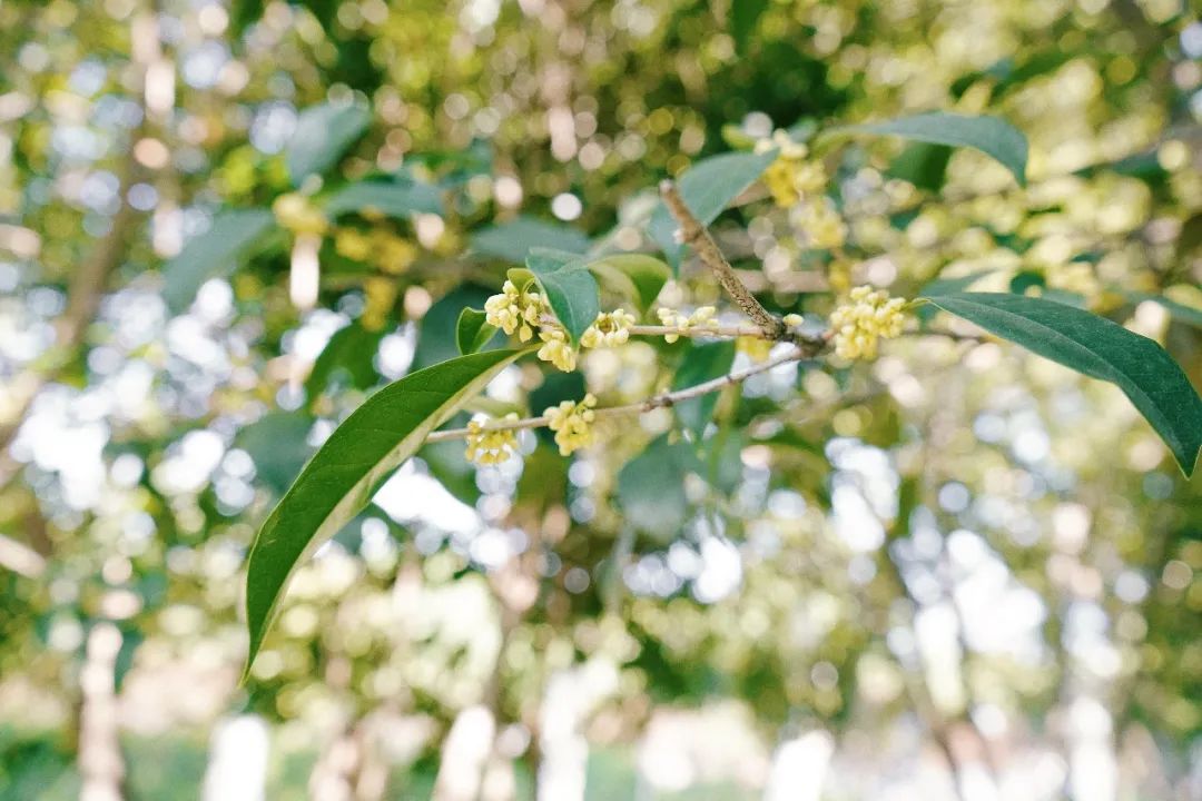 再见,武汉的秋天休闲区蓝鸢梦想 - Www.slyday.coM 再见,武汉的秋天休闲区蓝鸢梦想 - Www.slyday.coM