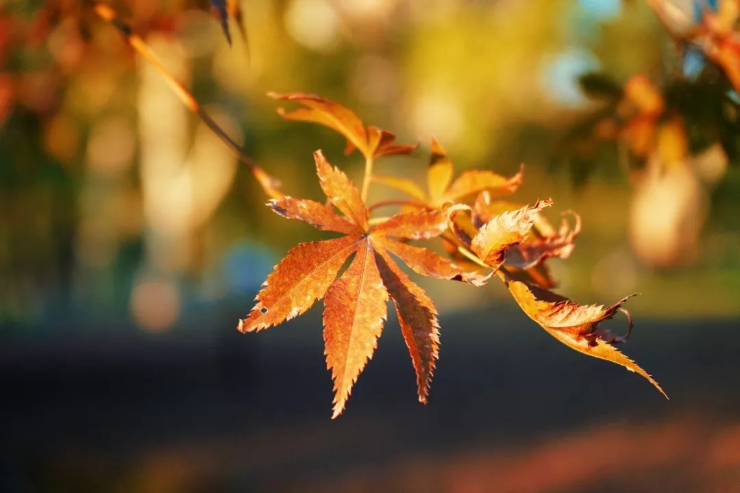 再见,武汉的秋天休闲区蓝鸢梦想 - Www.slyday.coM 再见,武汉的秋天休闲区蓝鸢梦想 - Www.slyday.coM