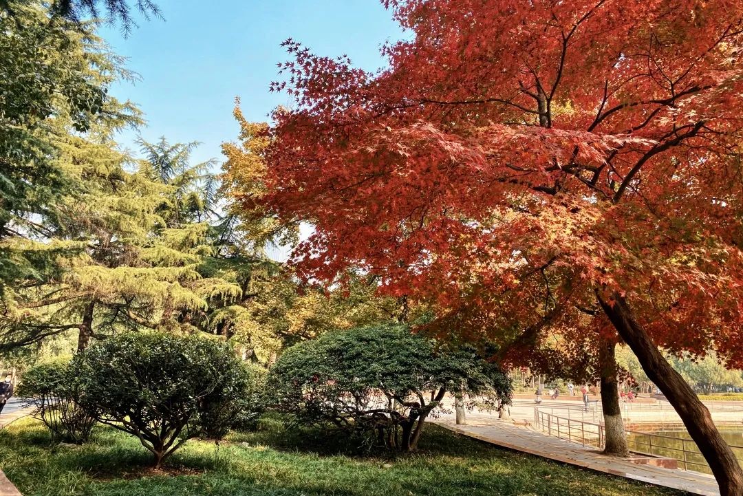 再见,武汉的秋天休闲区蓝鸢梦想 - Www.slyday.coM 再见,武汉的秋天休闲区蓝鸢梦想 - Www.slyday.coM