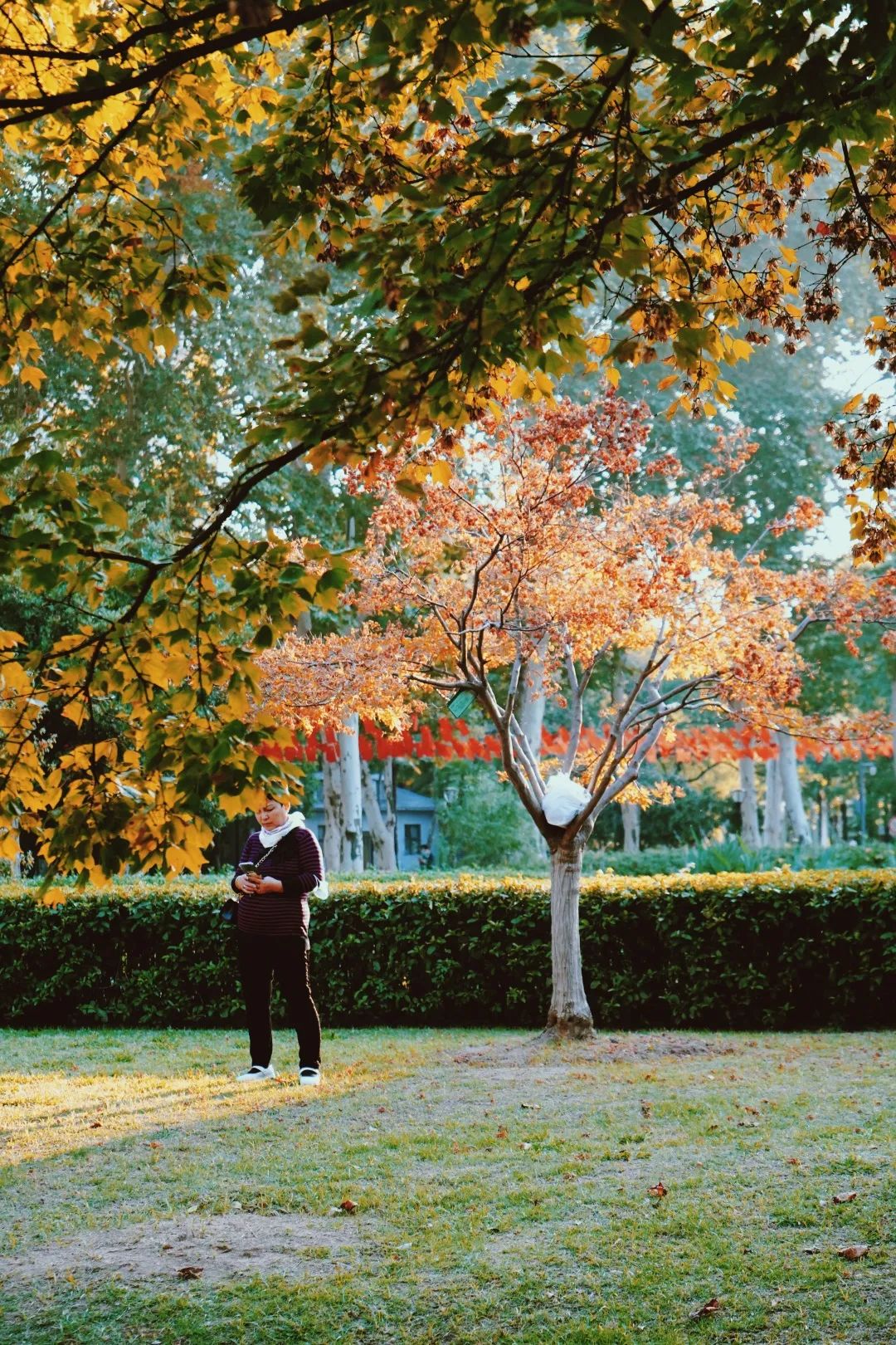 再见,武汉的秋天休闲区蓝鸢梦想 - Www.slyday.coM 再见,武汉的秋天休闲区蓝鸢梦想 - Www.slyday.coM