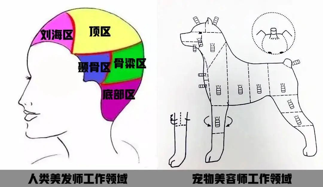 满满干货(吹剪洗是什么意思)洗剪吹里的吹是什么意思,(图4) 满满干货(吹剪洗是什么意思)洗剪吹里的吹是什么意思,(图4)