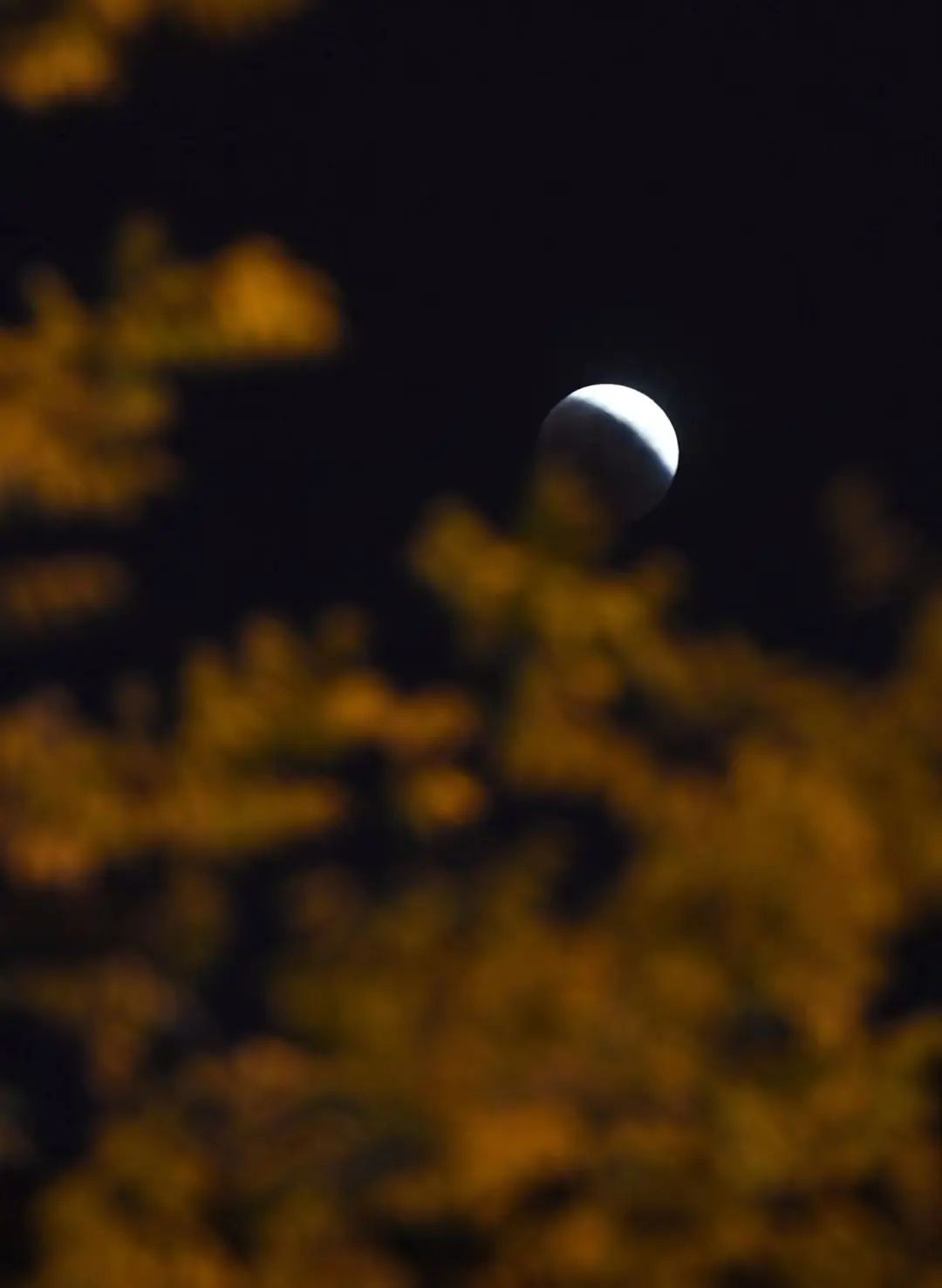 千载难逢!就在刚刚,沈阳人的朋友圈被刷屏!今晚你拍到了吗?休闲区蓝鸢梦想 - Www.slyday.coM 千载难逢!就在刚刚,沈阳人的朋友圈被刷屏!今晚你拍到了吗?休闲区蓝鸢梦想 - Www.slyday.coM