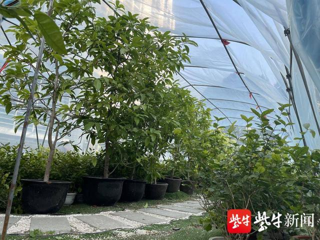 77岁老花农要“退休”了,最后一次给“三花”盖过冬“暖房”休闲区蓝鸢梦想 - Www.slyday.coM 77岁老花农要“退休”了,最后一次给“三花”盖过冬“暖房”休闲区蓝鸢梦想 - Www.slyday.coM