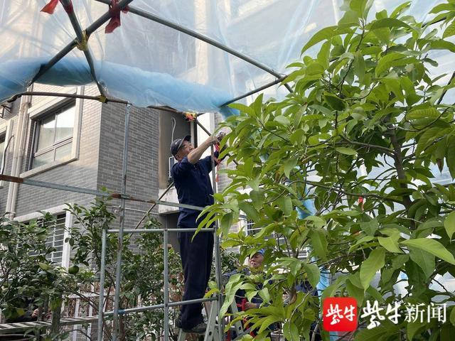 77岁老花农要“退休”了,最后一次给“三花”盖过冬“暖房”休闲区蓝鸢梦想 - Www.slyday.coM 77岁老花农要“退休”了,最后一次给“三花”盖过冬“暖房”休闲区蓝鸢梦想 - Www.slyday.coM