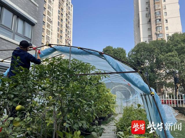 77岁老花农要“退休”了,最后一次给“三花”盖过冬“暖房”休闲区蓝鸢梦想 - Www.slyday.coM 77岁老花农要“退休”了,最后一次给“三花”盖过冬“暖房”休闲区蓝鸢梦想 - Www.slyday.coM