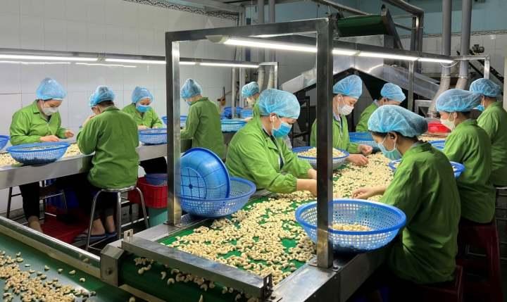 生鲜好货全球定 越南腰果、泰国椰青被国人“吃”出产业链休闲区蓝鸢梦想 - Www.slyday.coM 生鲜好货全球定 越南腰果、泰国椰青被国人“吃”出产业链休闲区蓝鸢梦想 - Www.slyday.coM