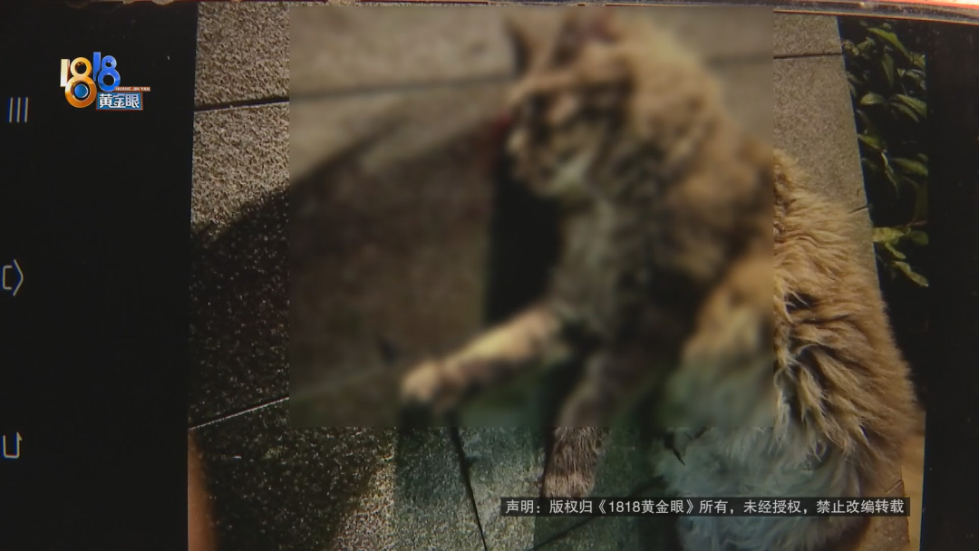 23万的缅因猫从17楼坠亡 保洁阿姨被追责?休闲区蓝鸢梦想 - Www.slyday.coM 23万的缅因猫从17楼坠亡 保洁阿姨被追责?休闲区蓝鸢梦想 - Www.slyday.coM