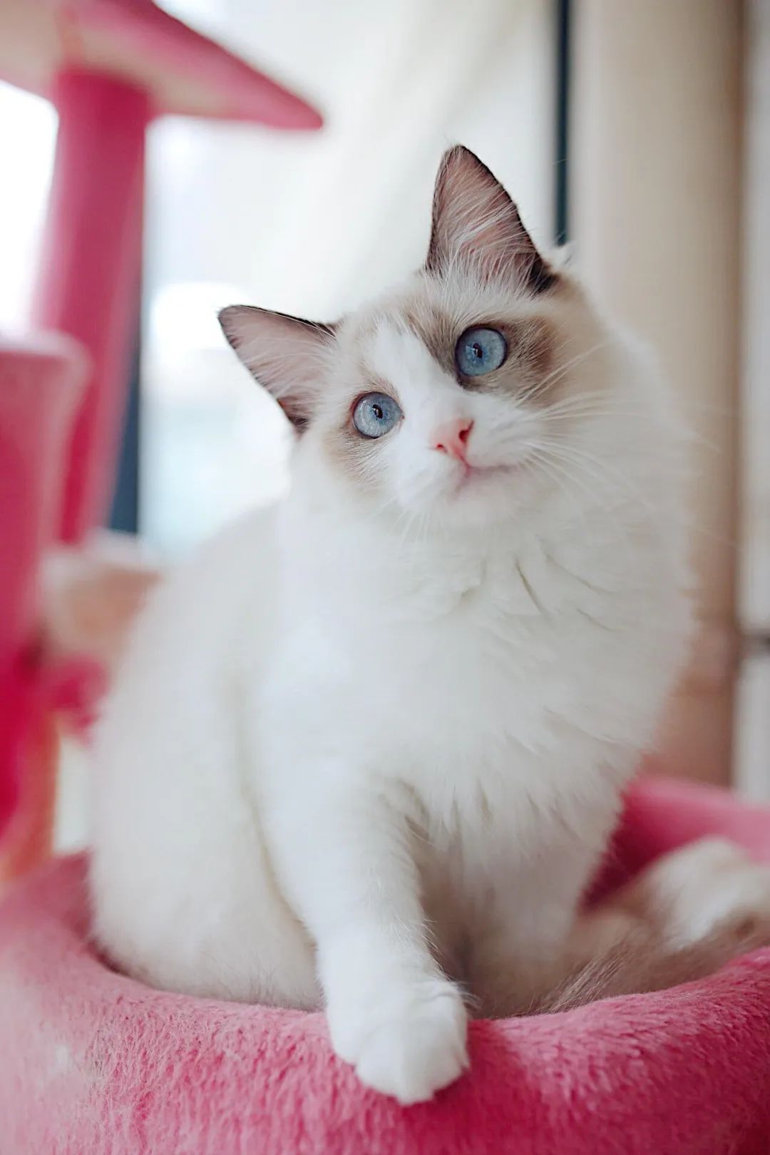 玳瑁和三花竟是猫界女神!为什么人类眼中越好看的猫,在猫的眼中就越丑?