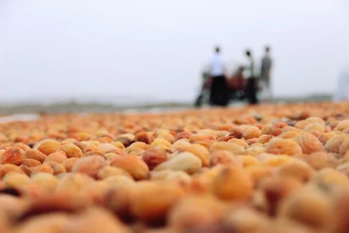 肉厚皮薄,多汁甘甜,怎么会有这么好吃的杏干啊丨种草机休闲区蓝鸢梦想 - Www.slyday.coM 肉厚皮薄,多汁甘甜,怎么会有这么好吃的杏干啊丨种草机休闲区蓝鸢梦想 - Www.slyday.coM