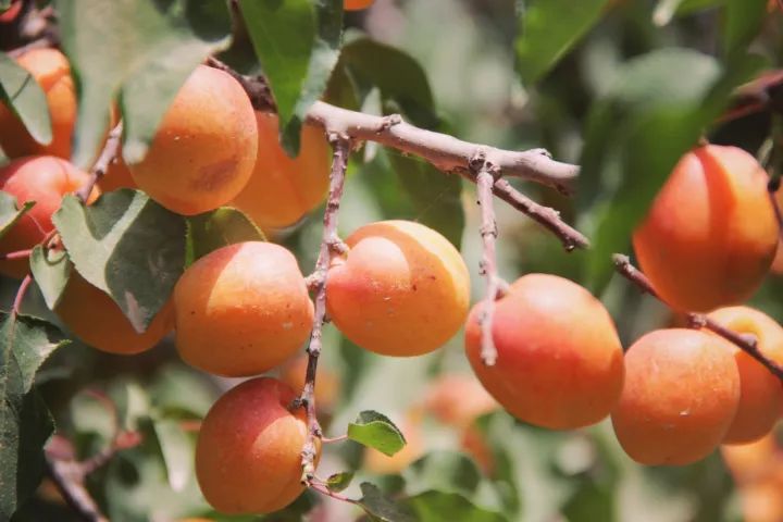 肉厚皮薄,多汁甘甜,怎么会有这么好吃的杏干啊丨种草机休闲区蓝鸢梦想 - Www.slyday.coM 肉厚皮薄,多汁甘甜,怎么会有这么好吃的杏干啊丨种草机休闲区蓝鸢梦想 - Www.slyday.coM