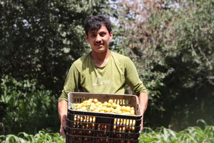 肉厚皮薄,多汁甘甜,怎么会有这么好吃的杏干啊丨种草机休闲区蓝鸢梦想 - Www.slyday.coM 肉厚皮薄,多汁甘甜,怎么会有这么好吃的杏干啊丨种草机休闲区蓝鸢梦想 - Www.slyday.coM