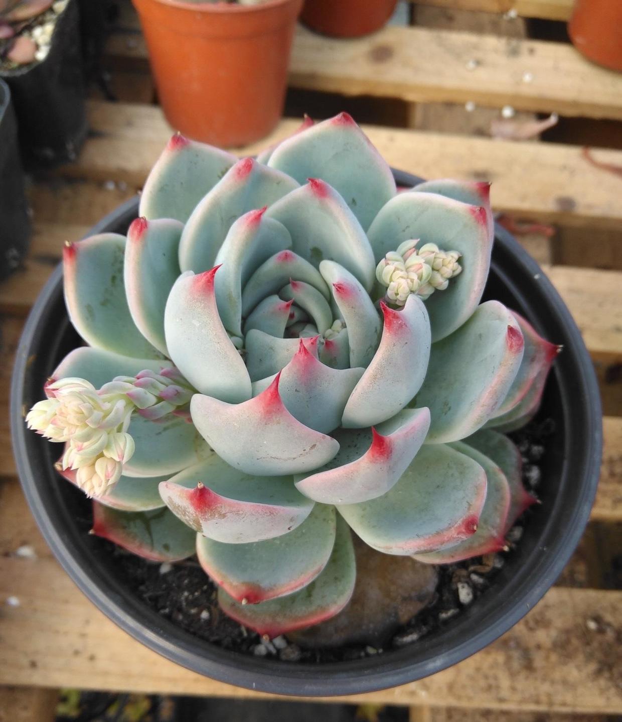 吉娃娃5块钱，吉娃娃锦200快，变异品种就是好，就是价格高11