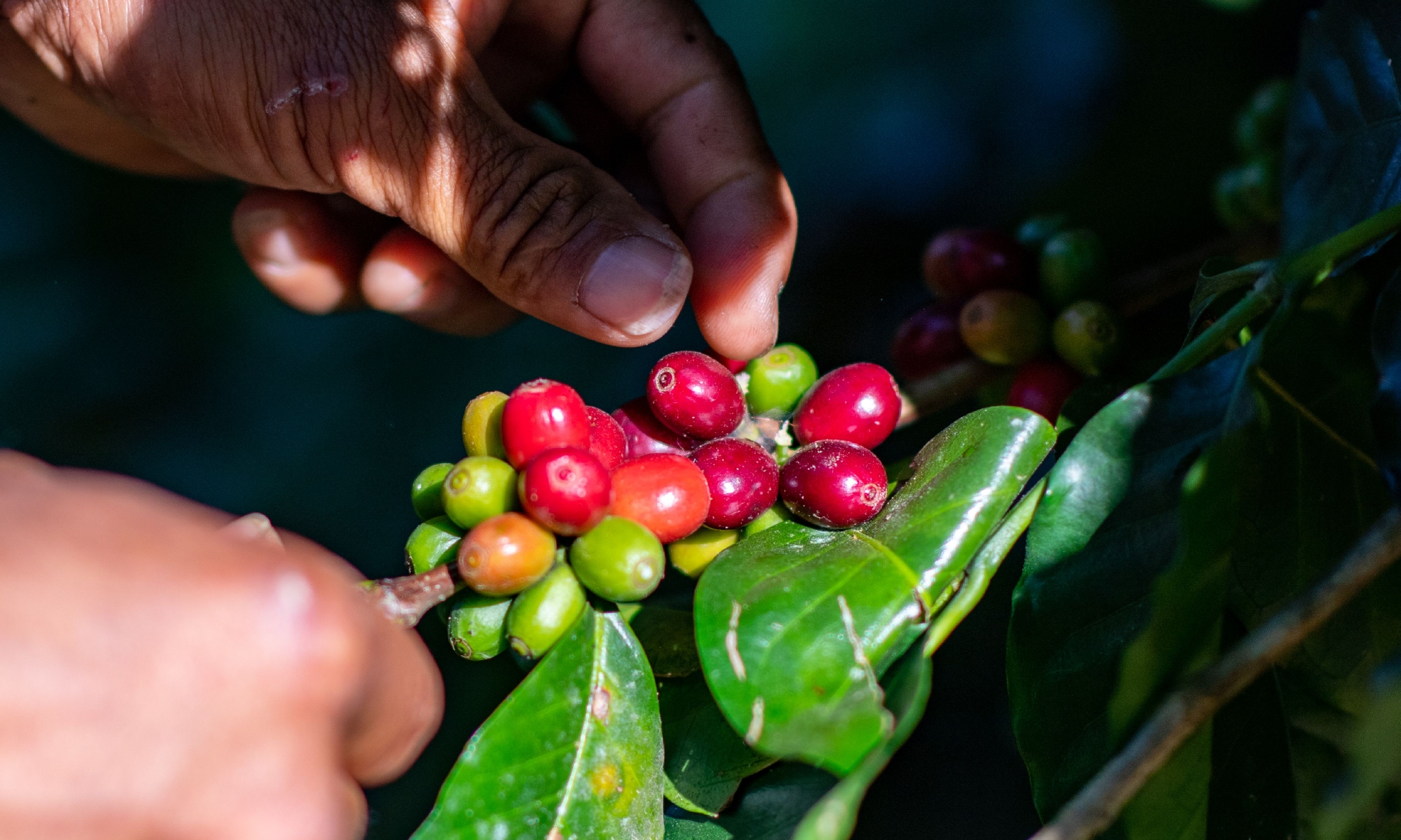 哥伦比亚：采摘咖啡果__财经头条