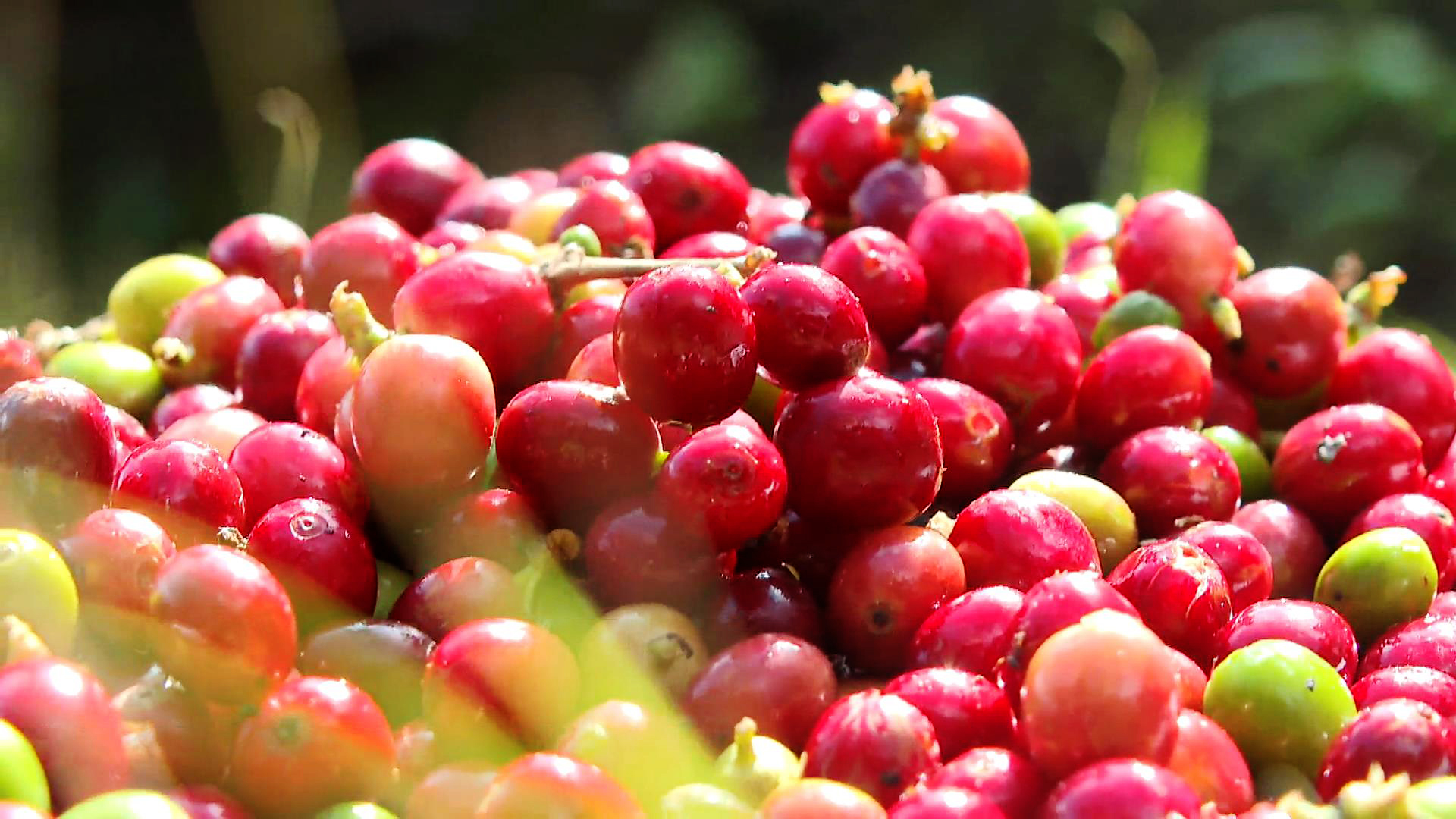 Coffee fruit: the secret super food that's about to explode | Verdict