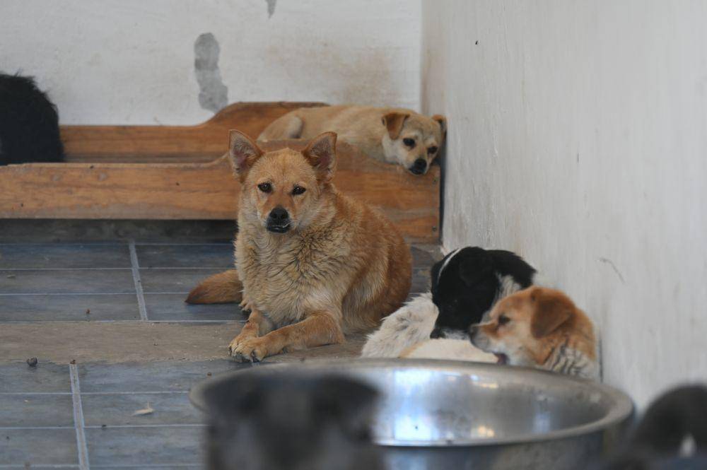 猫毛过敏如何与猫咪相处 铲屎官必读防过敏指南