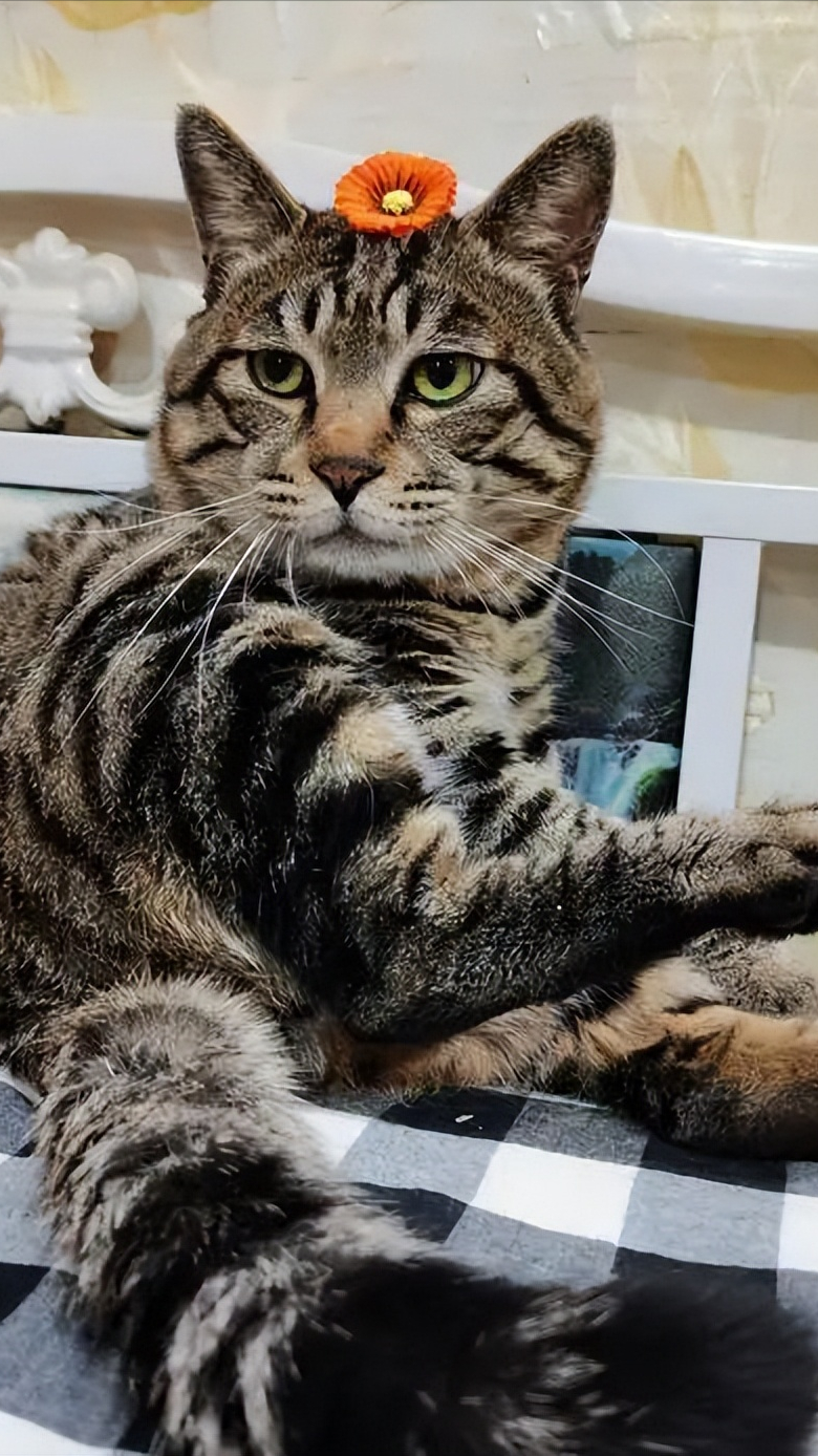 “狸花猫”有一些举动，说明它认定你了