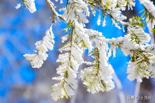 小雪有啥讲究（小雪有哪些农谚民俗？小雪铲白菜指的是什么？）