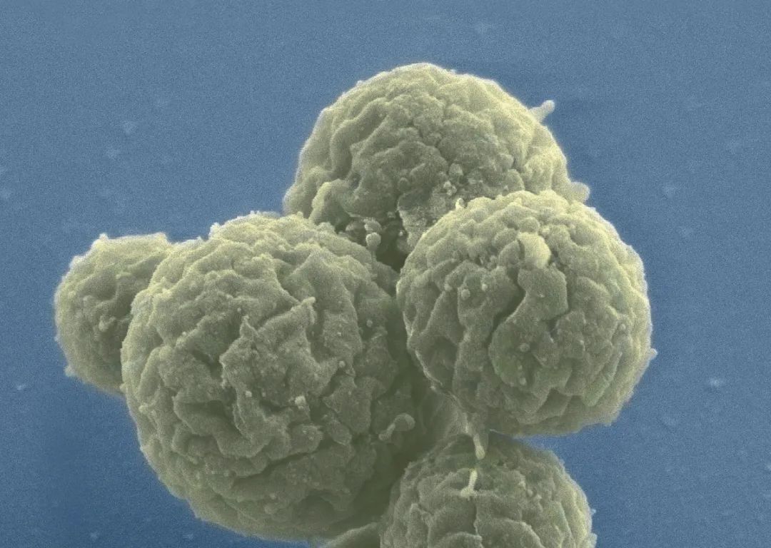 最小细胞也能进化