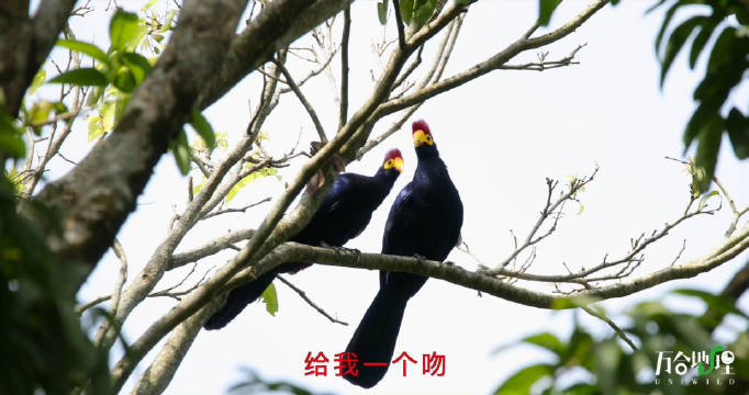 短冠紫蕉鹃，索吻遭拒，你有没有相似的经历？ 拍摄于非洲乌干达