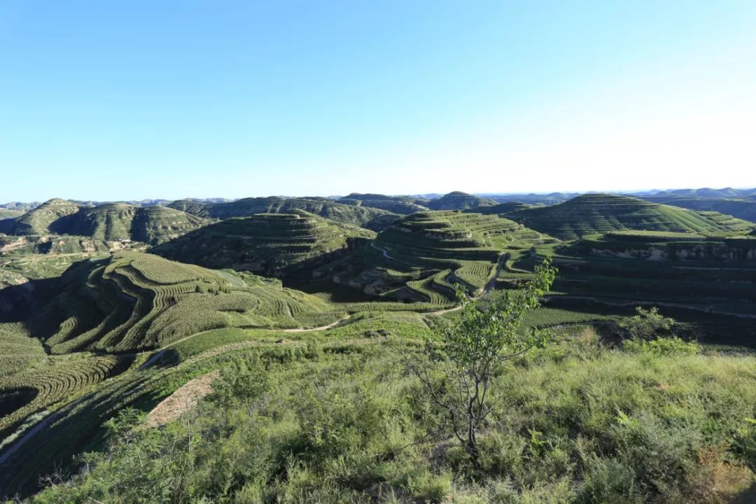 新米上市！正宗陕北米脂黄小米，足足三层米油，口感香醇，清香四溢！  第6张