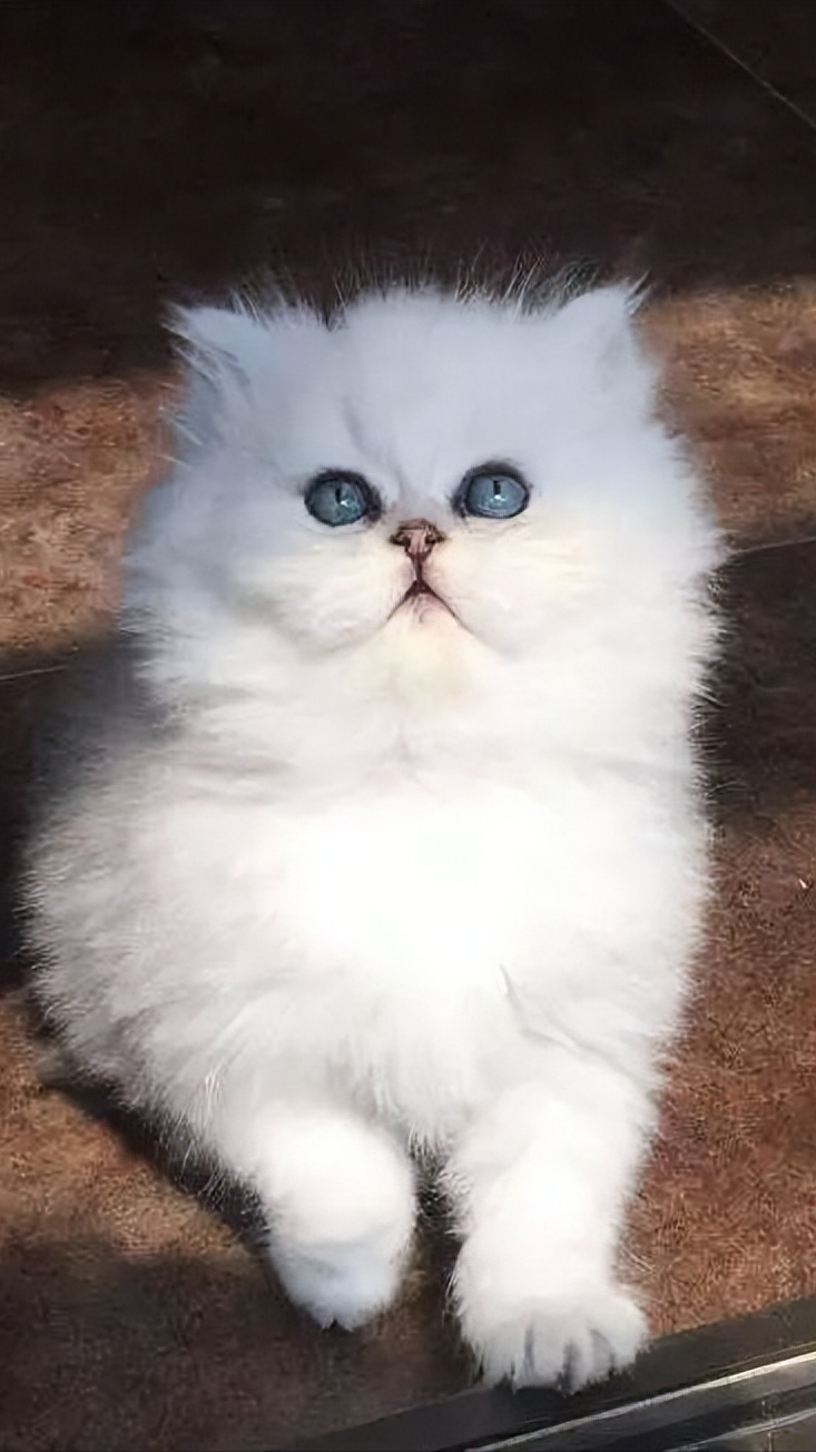 饲养金吉拉猫“8大要点”，很多铲屎官都没做到