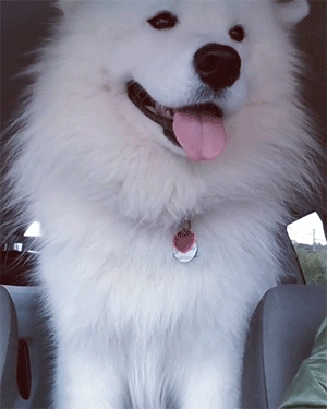 国人都爱的“萨摩耶”，无奈却有6大缺点