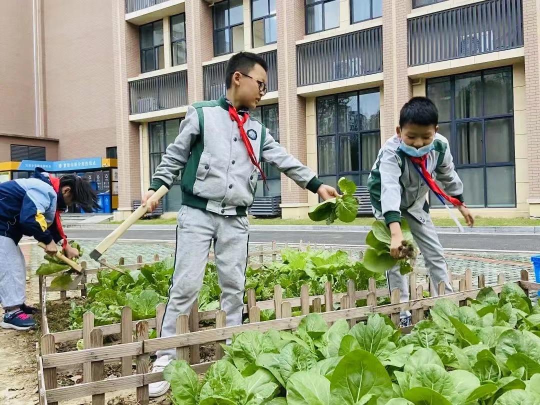 学期过半,南京小学生“劳动课”迎“大丰收”