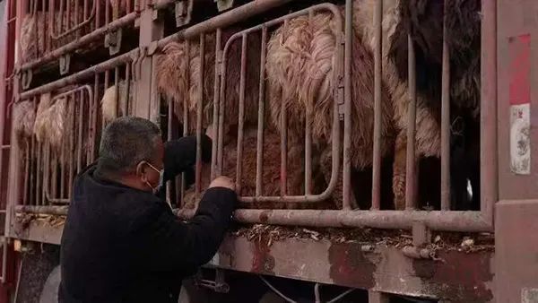 乌鲁木齐最新通报|新疆多地公布冬季转场进展