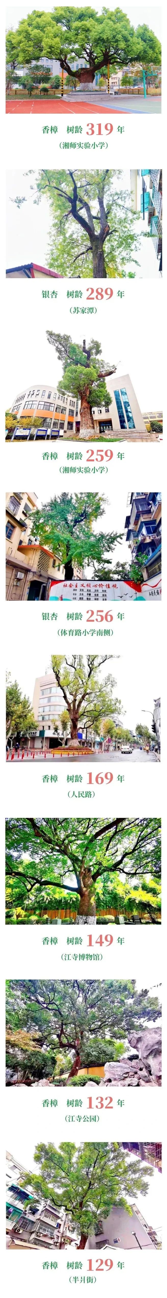 萧山最有名的大樟树,原来只是个弟弟!休闲区蓝鸢梦想 - Www.slyday.coM 萧山最有名的大樟树,原来只是个弟弟!休闲区蓝鸢梦想 - Www.slyday.coM