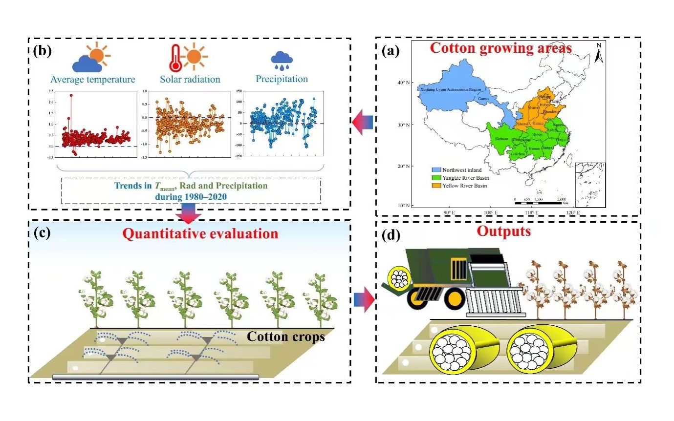 我国三大棉区分布、气候资源变化及生长收获示意图。中国农科院供图