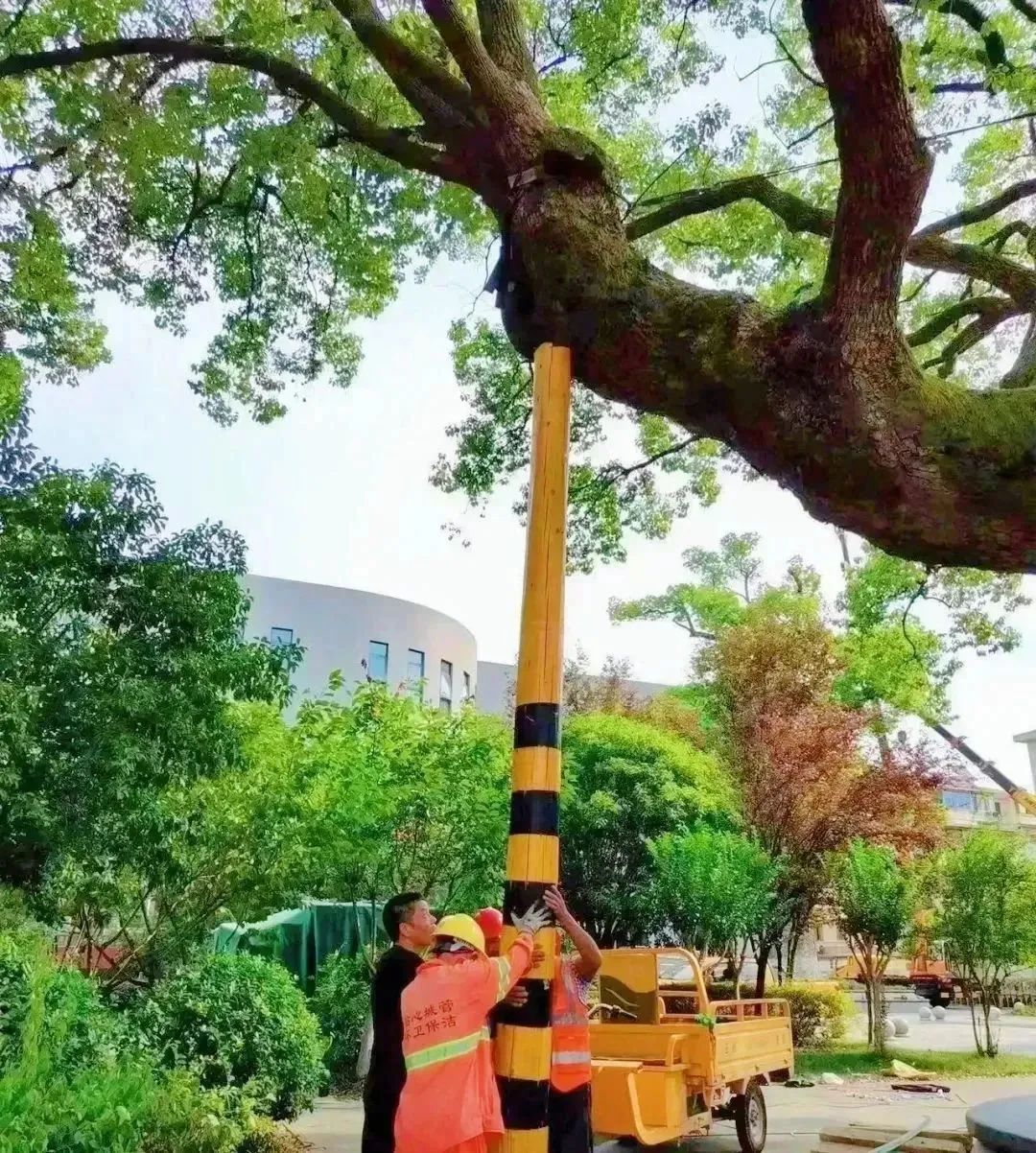 萧山最有名的大樟树,原来只是个弟弟!休闲区蓝鸢梦想 - Www.slyday.coM 萧山最有名的大樟树,原来只是个弟弟!休闲区蓝鸢梦想 - Www.slyday.coM