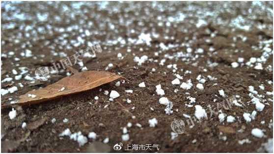 落在地面的霰。@上海市天气 图