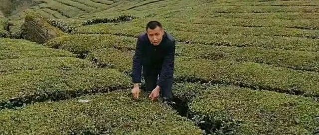 茶香弥漫振兴路 这位孝感市政协委员带领乡亲壮大周巷镇茶产业