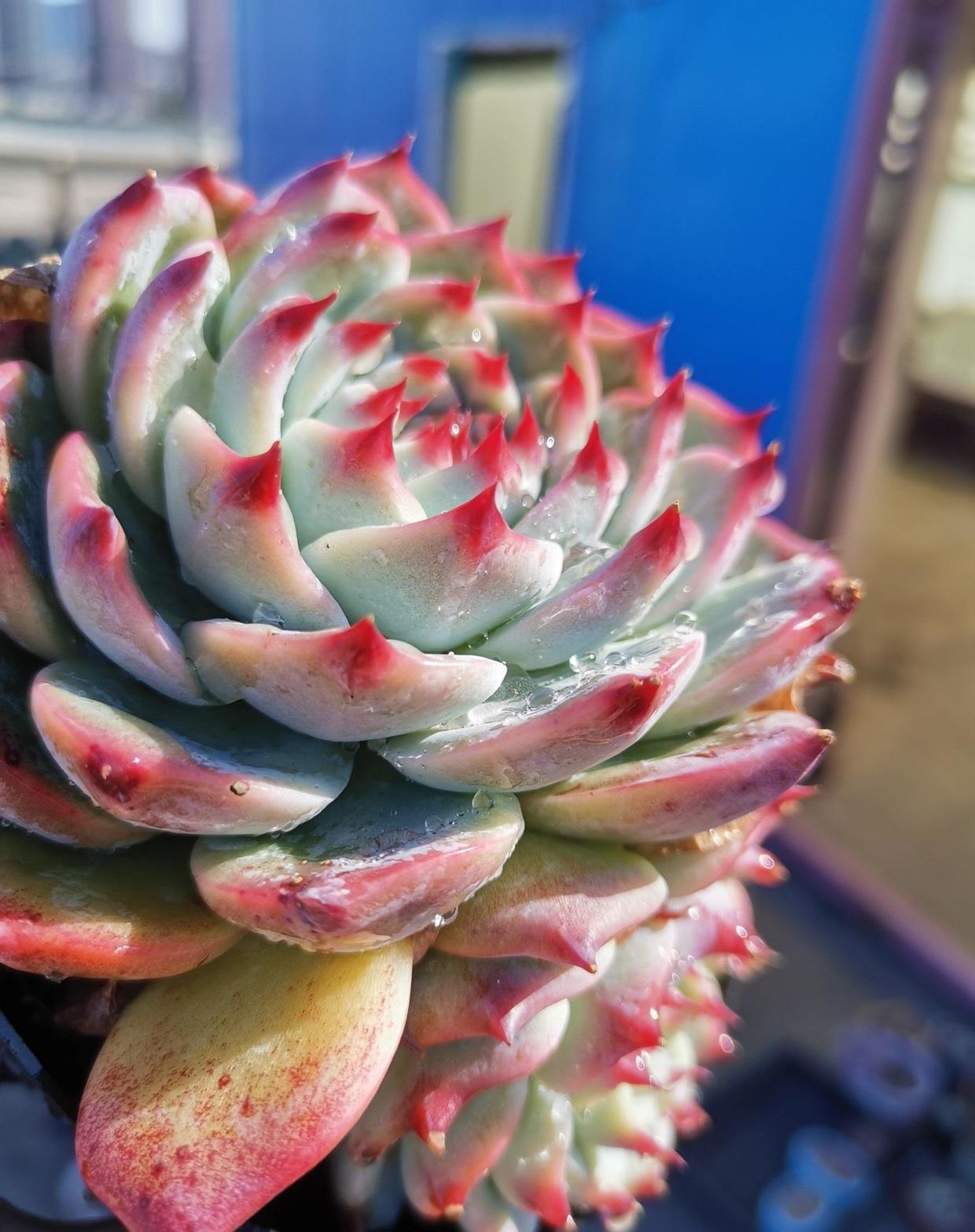 吉娃娃锦，无数人都想拥有，上市七八年，依然很受欢迎11