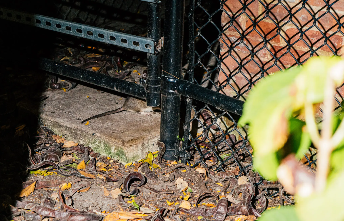 纽约市政府为消除鼠患设立新岗位啮齿动物防治主任