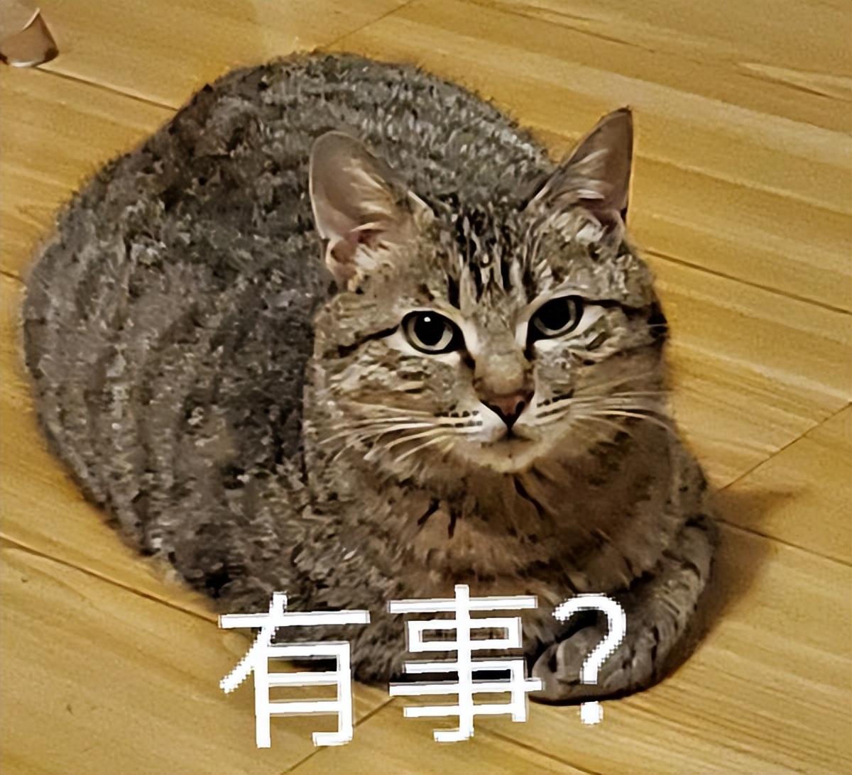 “护主”的狸花猫，会有这6大表现