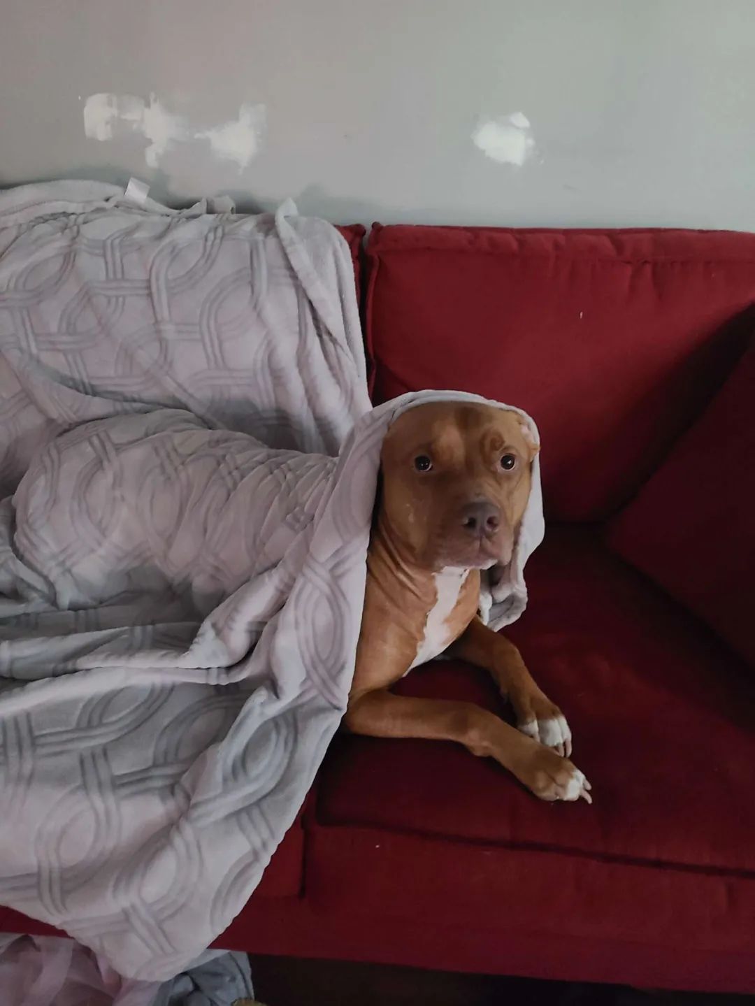 狗狗亲手设计的T恤引发数万网友点赞:这就是艺术休闲区蓝鸢梦想 - Www.slyday.coM 狗狗亲手设计的T恤引发数万网友点赞:这就是艺术休闲区蓝鸢梦想 - Www.slyday.coM