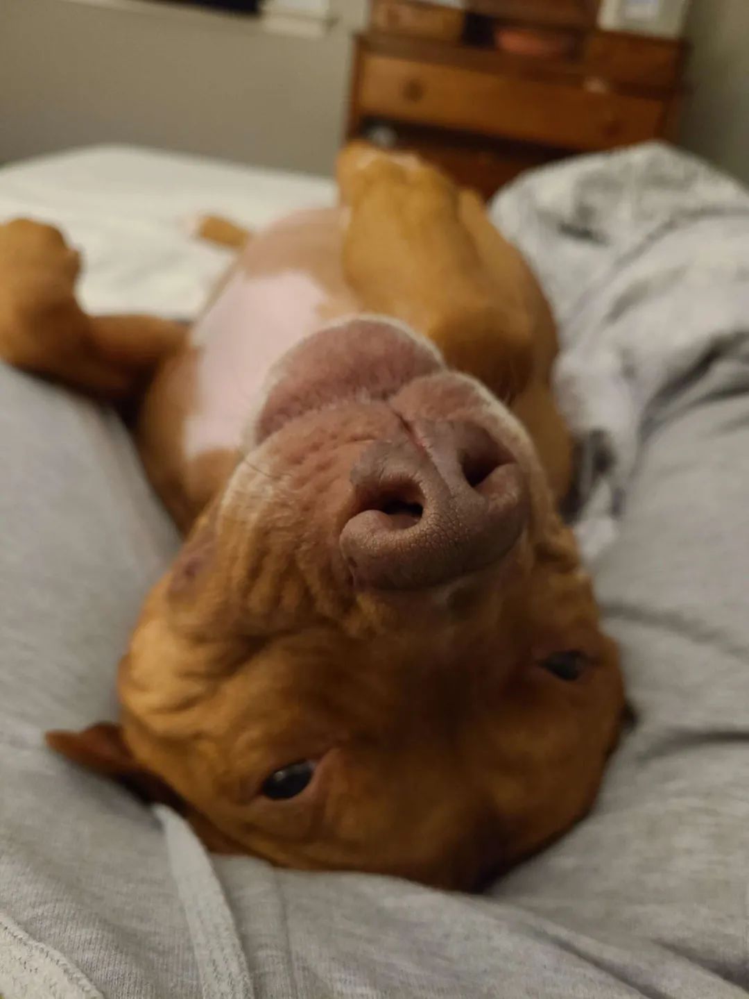 狗狗亲手设计的T恤引发数万网友点赞:这就是艺术休闲区蓝鸢梦想 - Www.slyday.coM 狗狗亲手设计的T恤引发数万网友点赞:这就是艺术休闲区蓝鸢梦想 - Www.slyday.coM