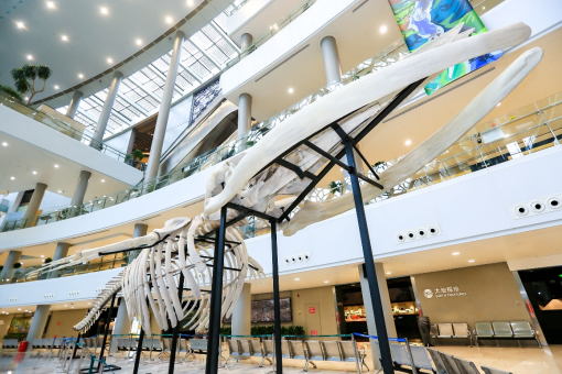 元宇宙如何让24米长的长须鲸标本“复活”?休闲区蓝鸢梦想 - Www.slyday.coM 元宇宙如何让24米长的长须鲸标本“复活”?休闲区蓝鸢梦想 - Www.slyday.coM