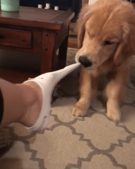 狗狗经常咬你的四肢举动？不领会的，不是个好仆人（小狗喜好咬手和脚）