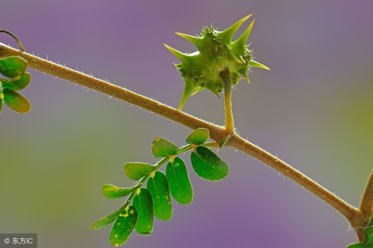 仙人掌 植物 带刺的 - Pixabay上的免费照片 - Pixabay