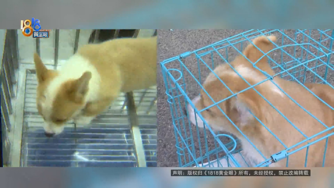 “柯基”擦了个身  白围脖没了！