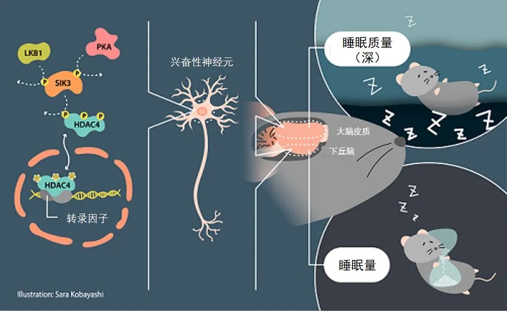 美国医学会内科杂志